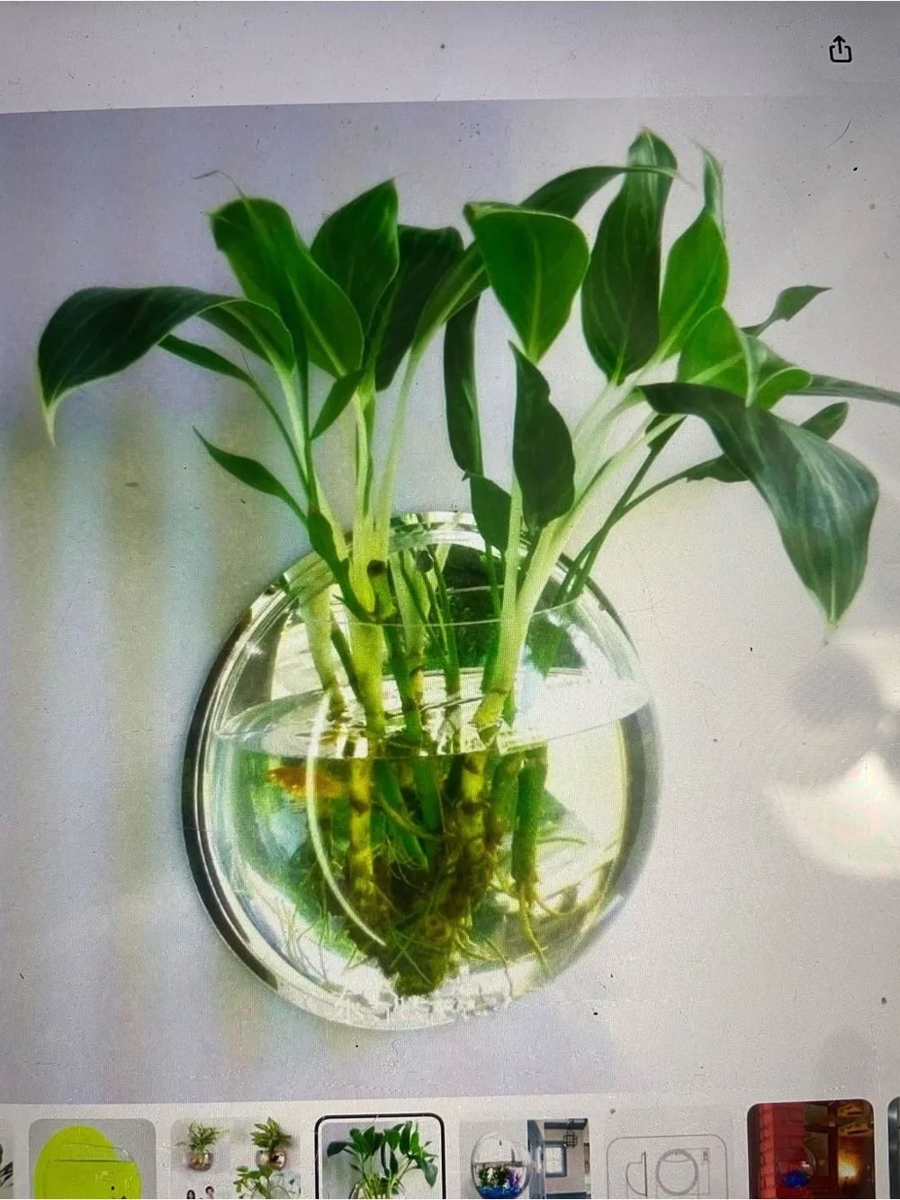 Hanging Clear Wall Fish Tank Bowl - Transparent
